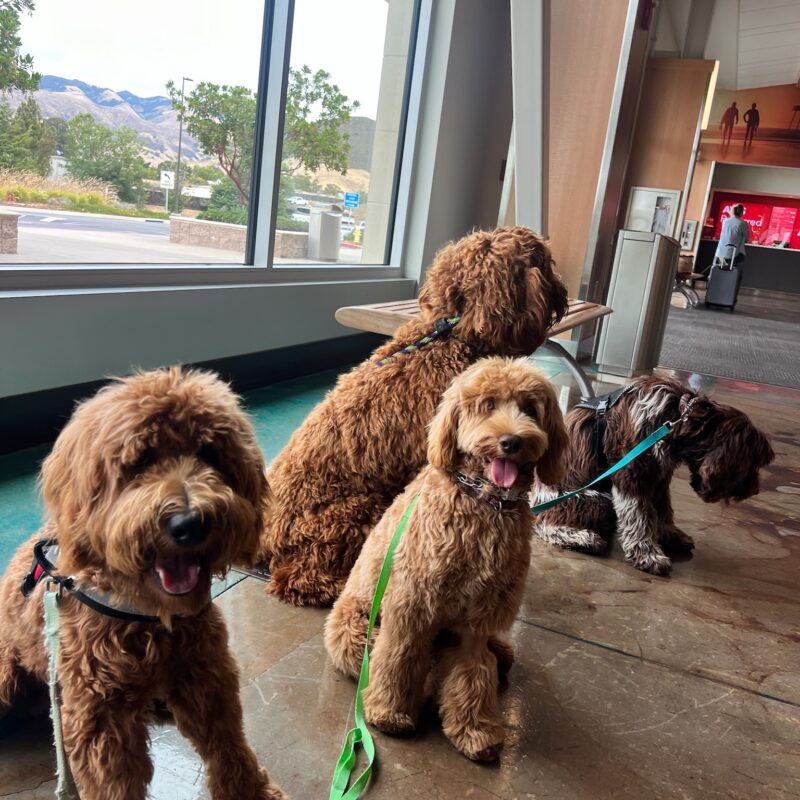 When to Start Puppy Training?