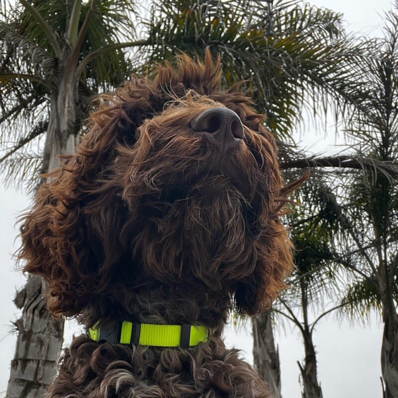 Path to a Working Dog: Service, Emotional Support, or Therapy Work