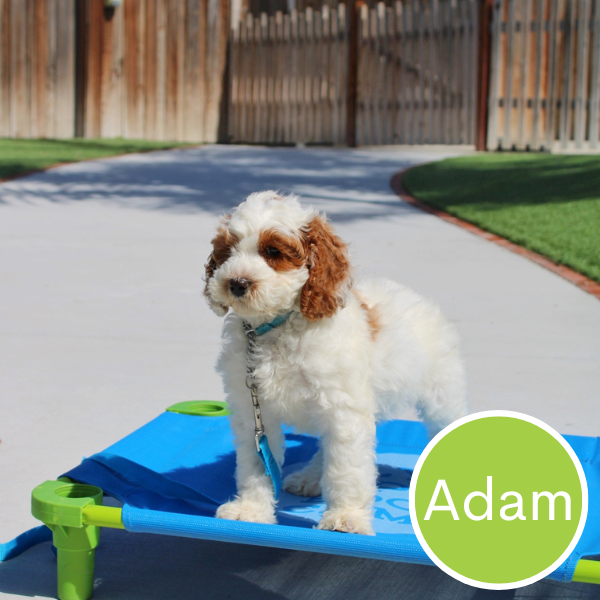Adam