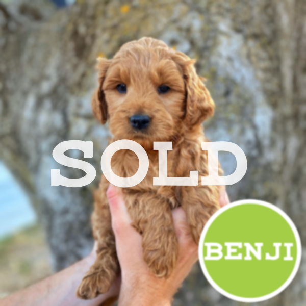 Benji