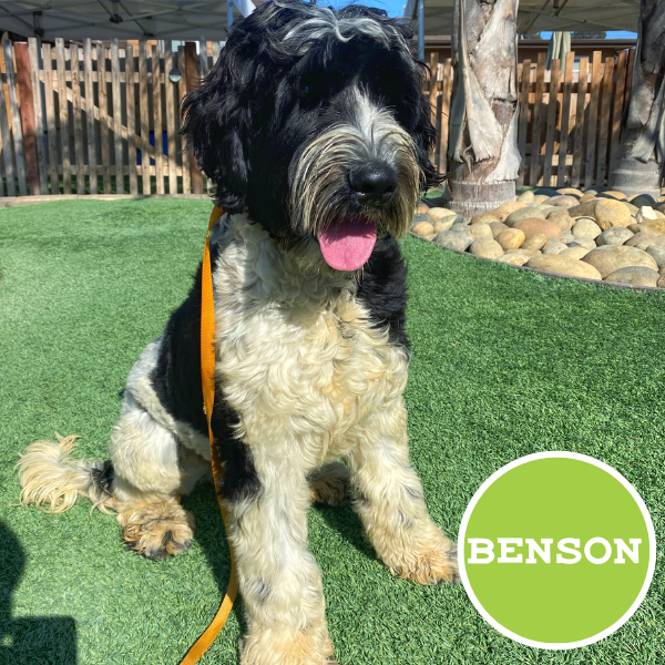 Benson