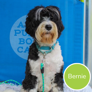 Bernie