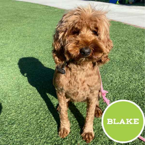Blake
