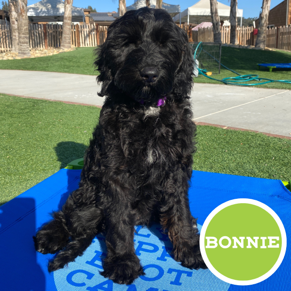 Bonnie