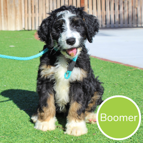 Boomer