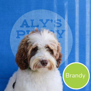 Brandy