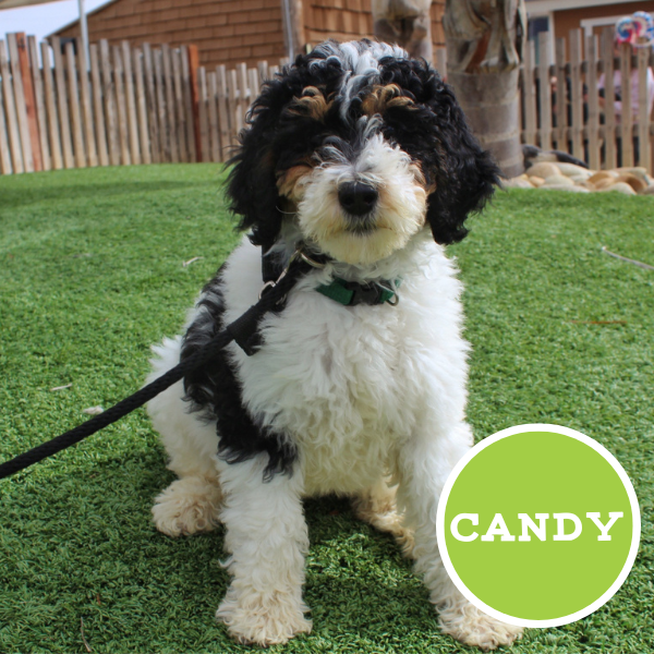 Candy