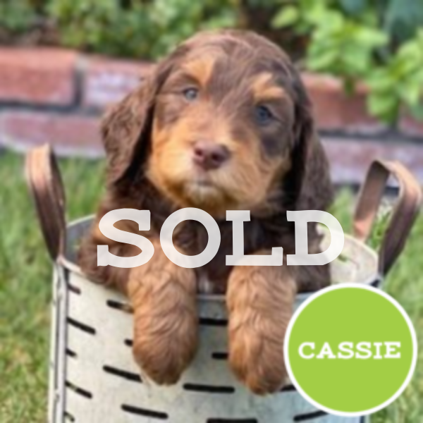 Cassie