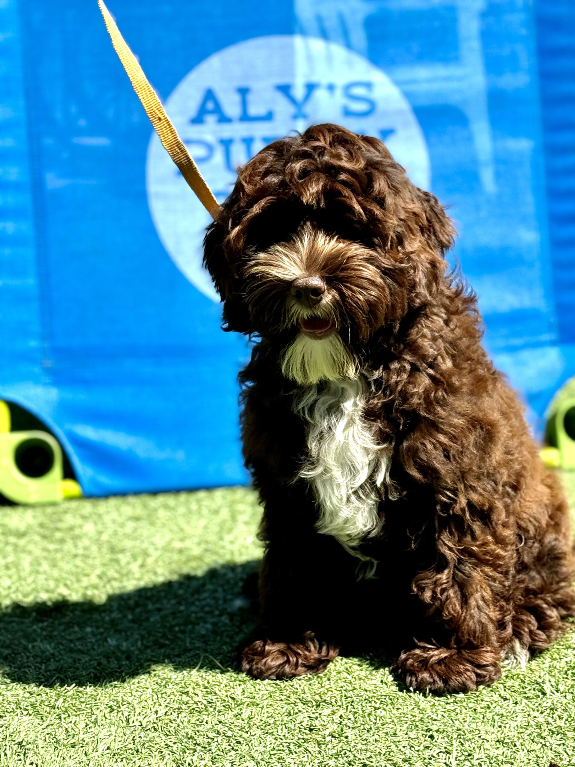 Labradoodle Willy SOLD - Charlie