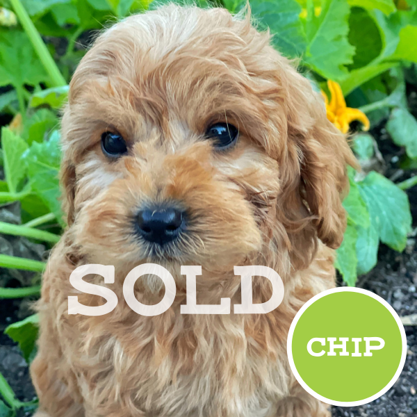 Chip