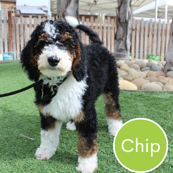 Chip