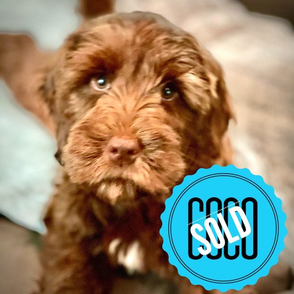 Coco