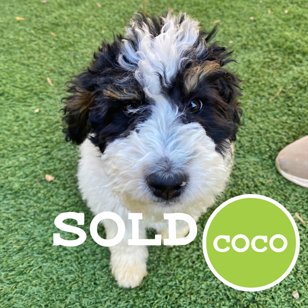 Coco