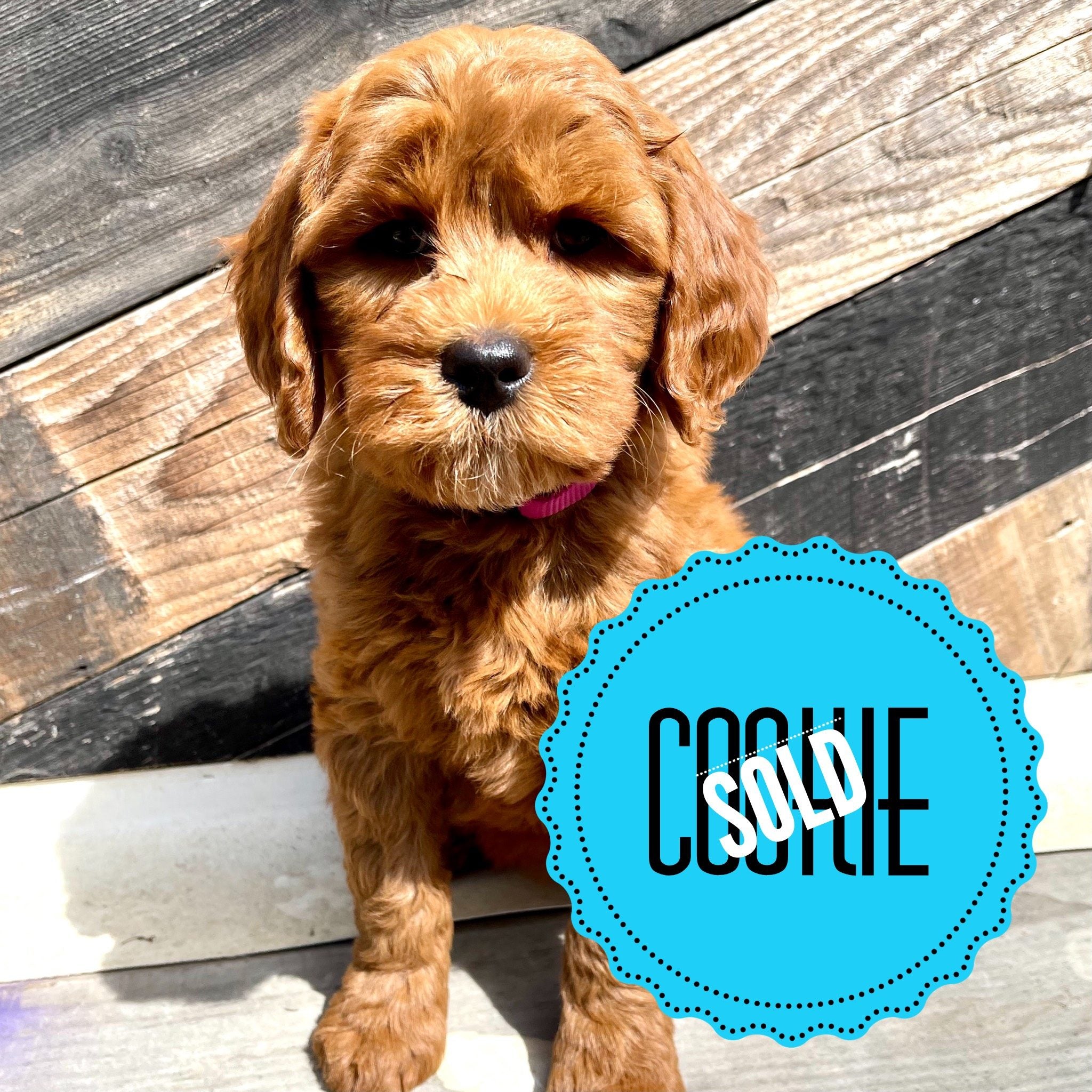 Cookie