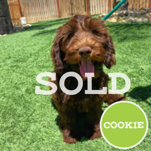 Cookie