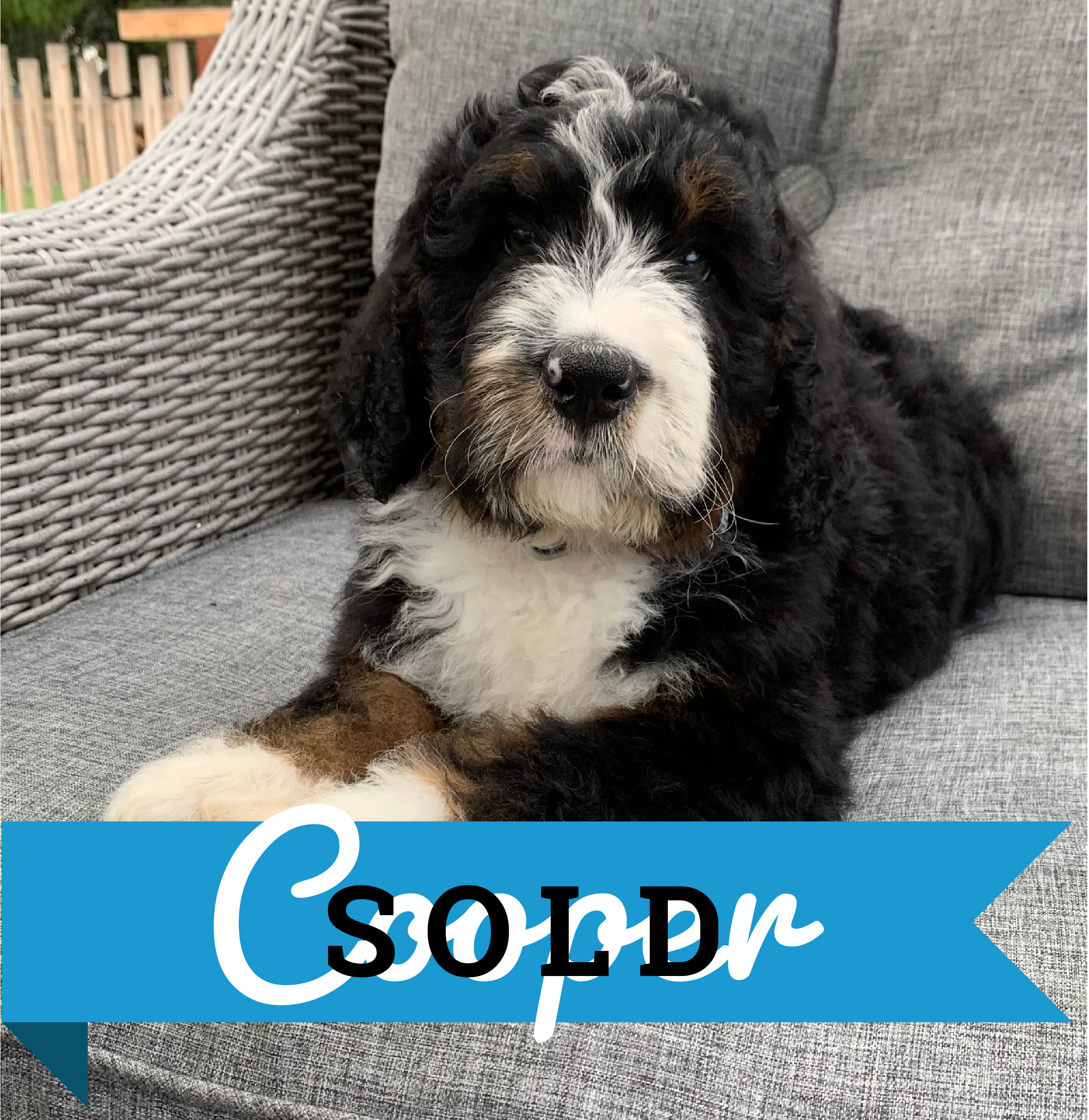 Cooper