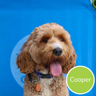 Cooper