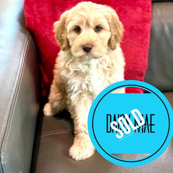Daisy Mae