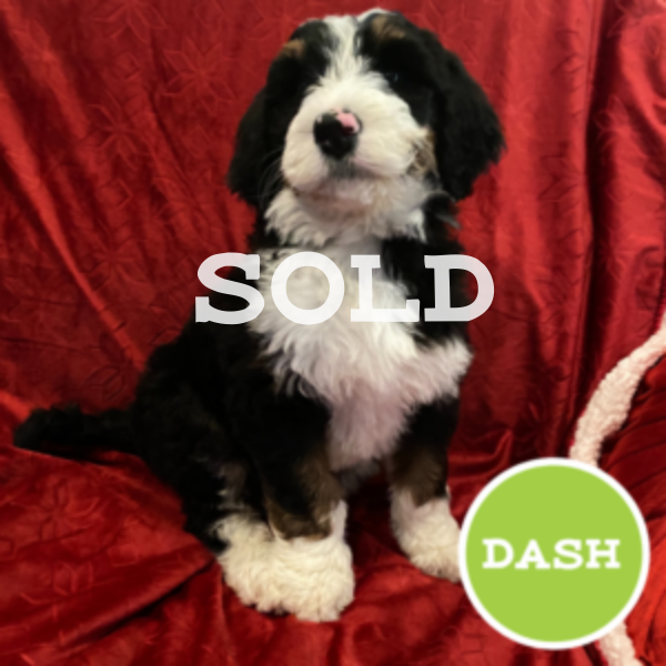 Dash