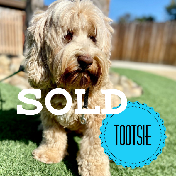 Tootsie