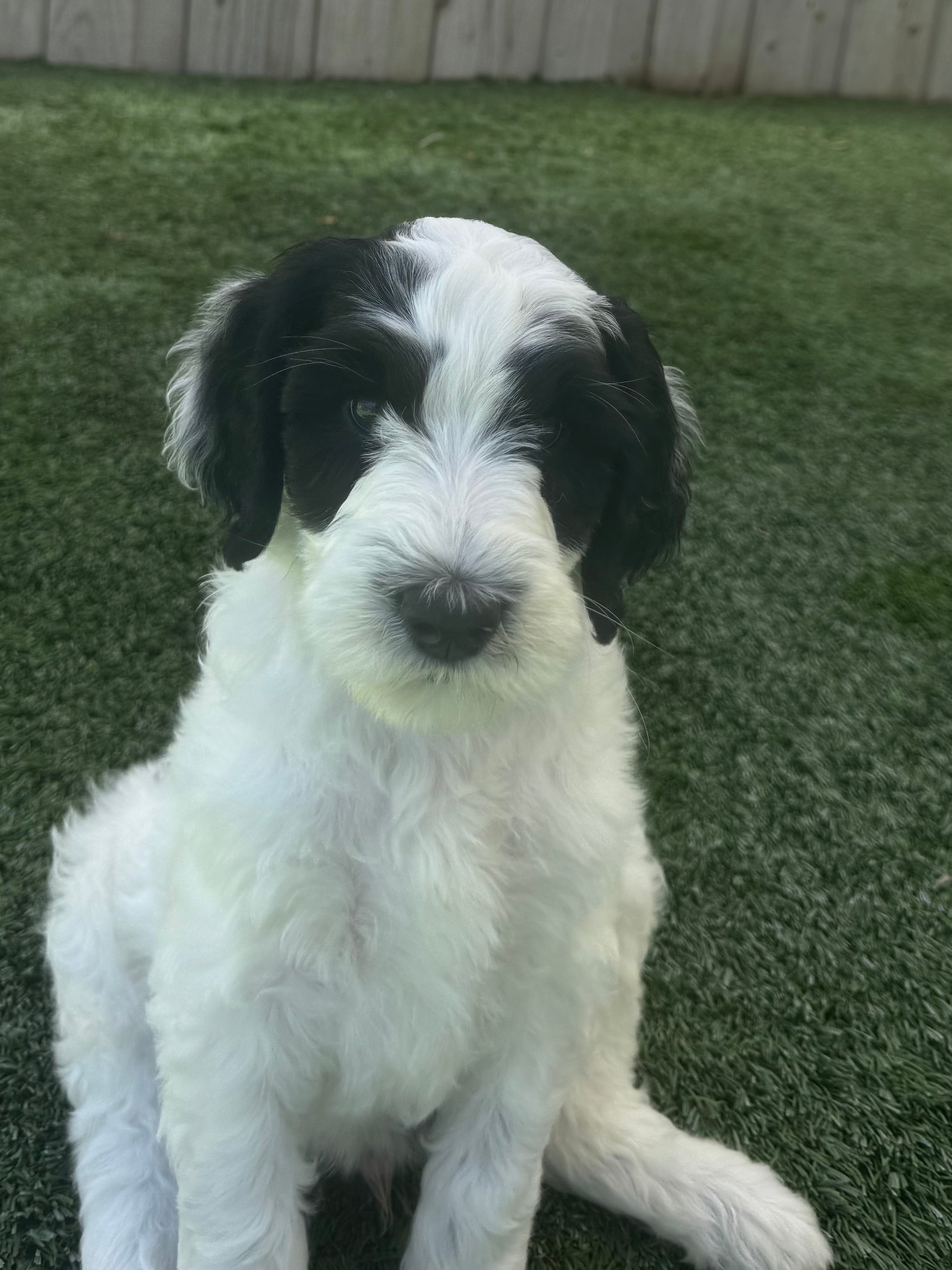 SOLD - Bandit