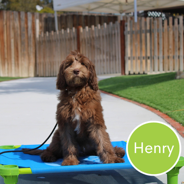 Henry