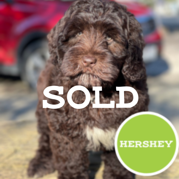 Hershey