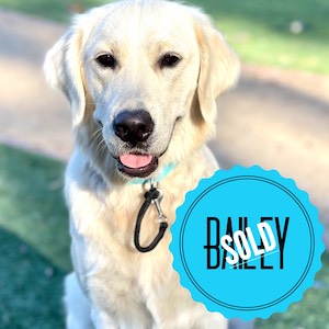 Bailey (Sold)