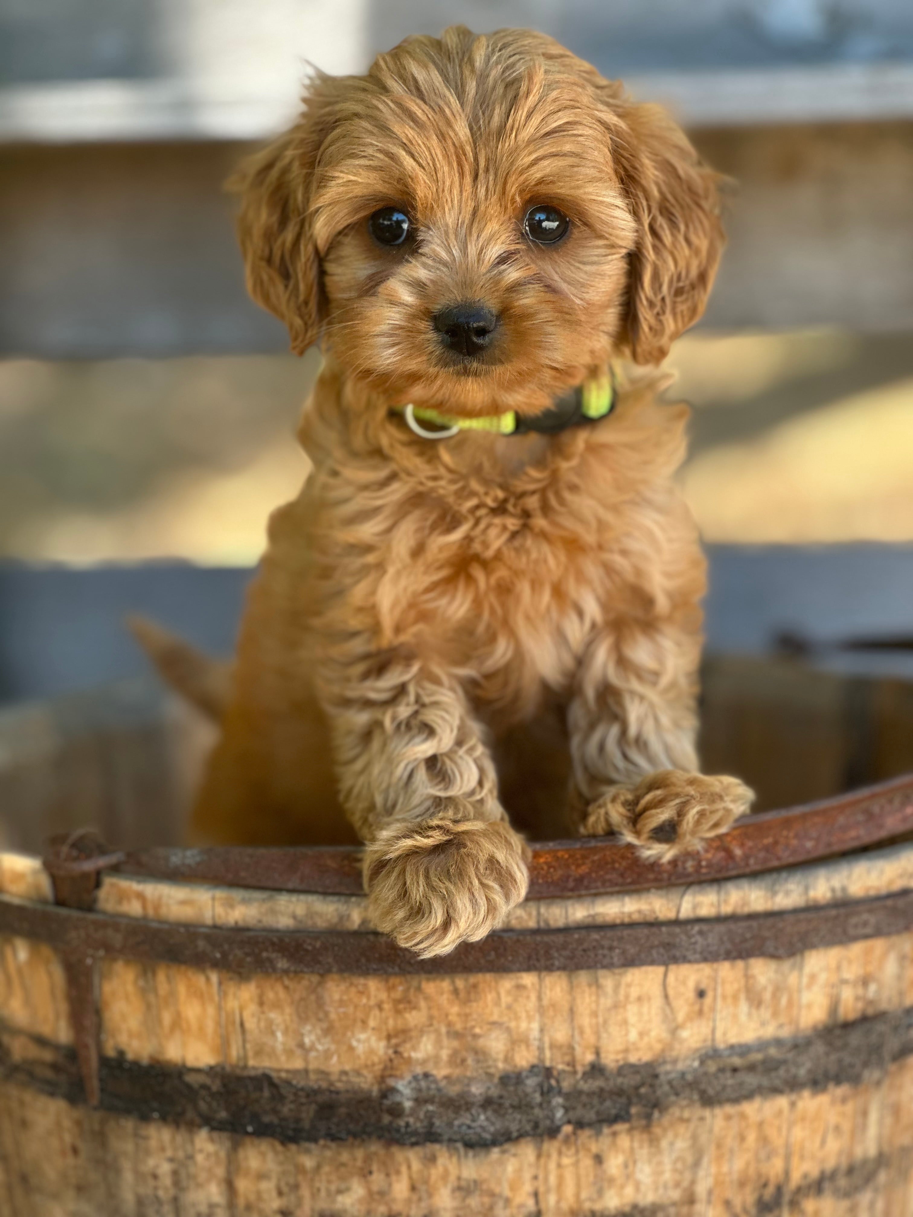 Gidget