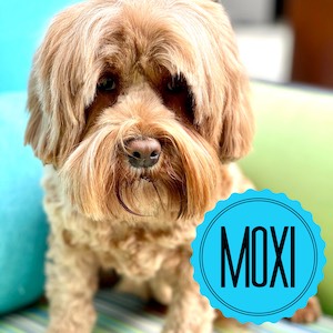 Moxi