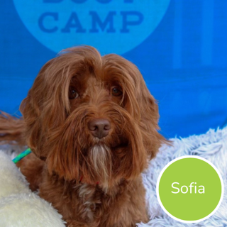 Sofia