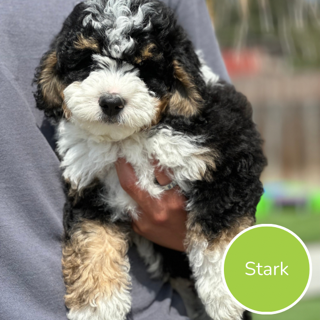 Stark