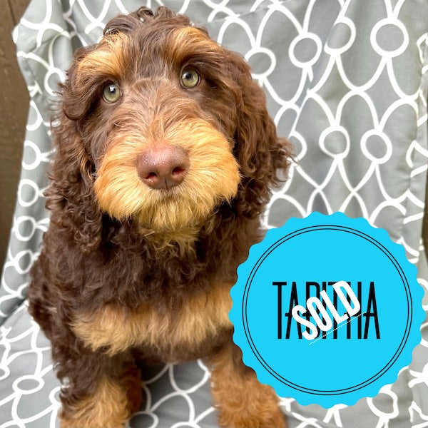 Tabitha