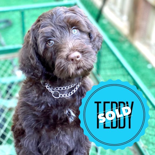 Teddy