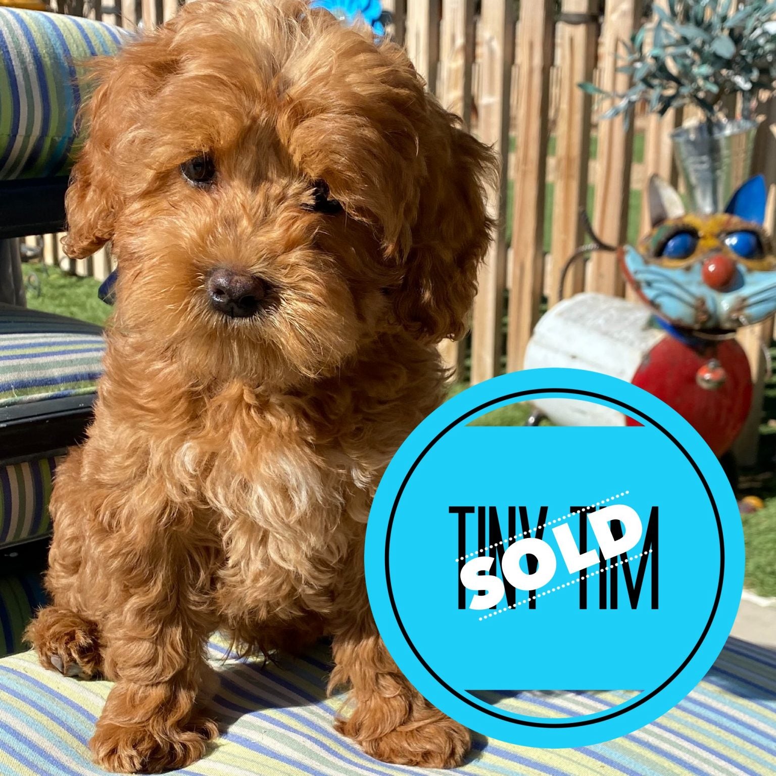 Tiny Tim