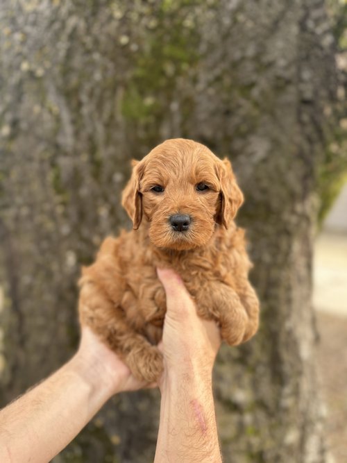 Toby
