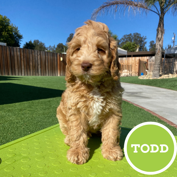 Todd