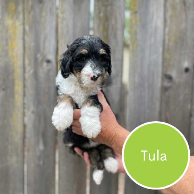 Tula