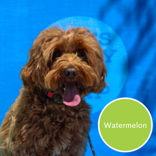 Watermelon