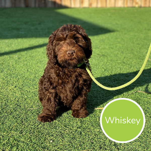 Whiskey