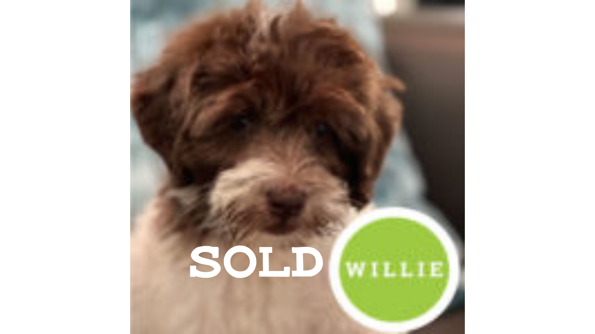 Willie