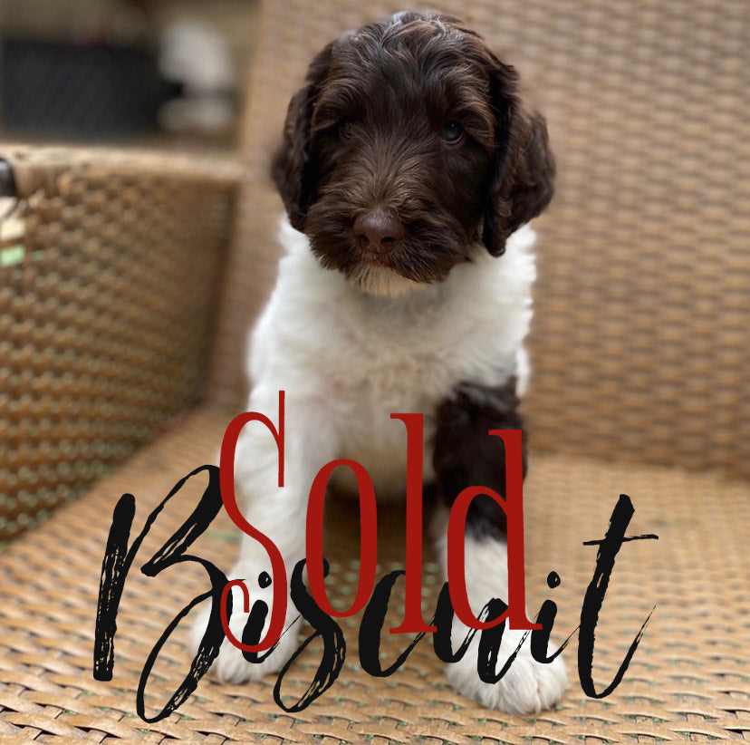 Biscuit