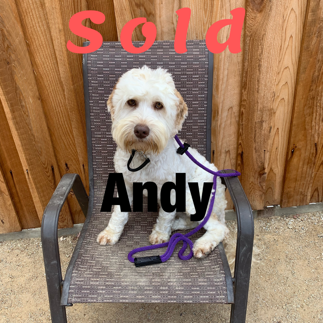 Andy-Small Australian Labradoodle