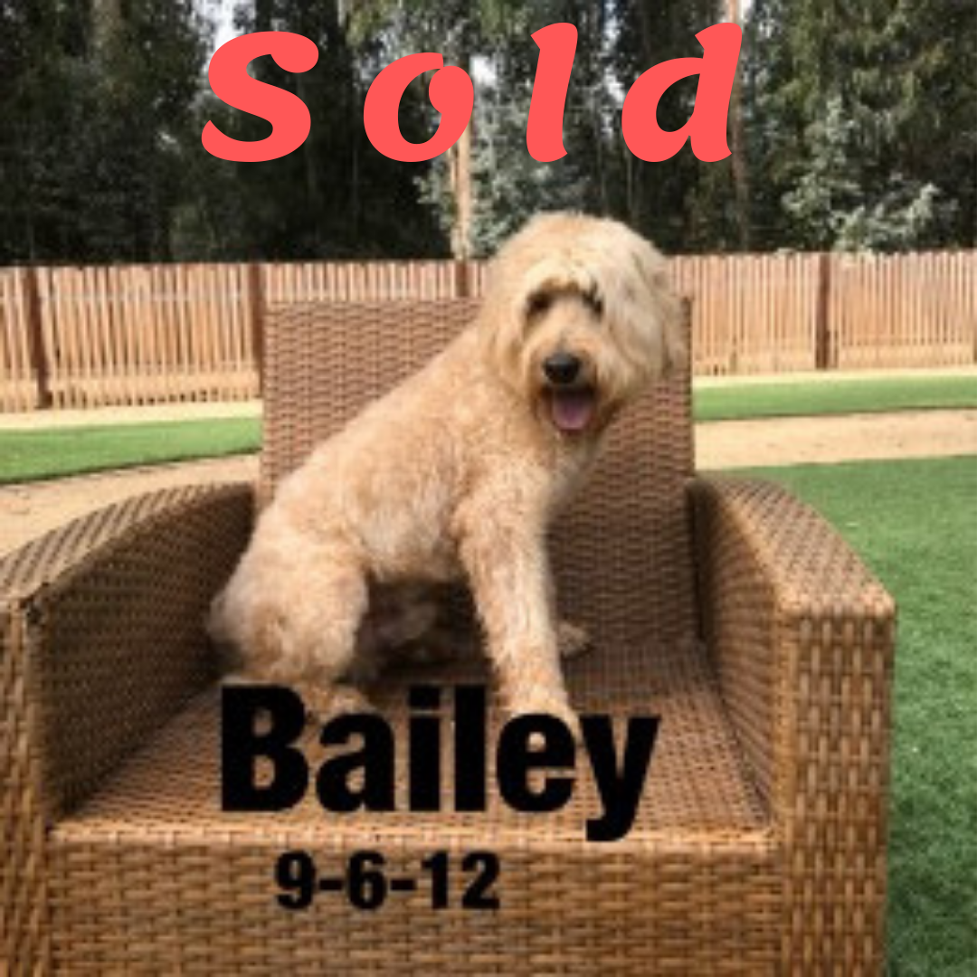 Bailey-Australian Labradoodle