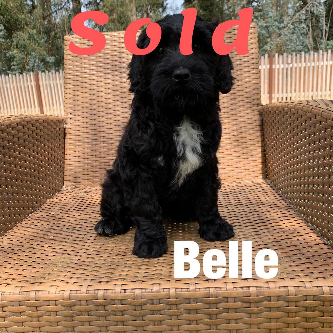 Belle-DOODLE AMBASSADOR Elite Trained Dog