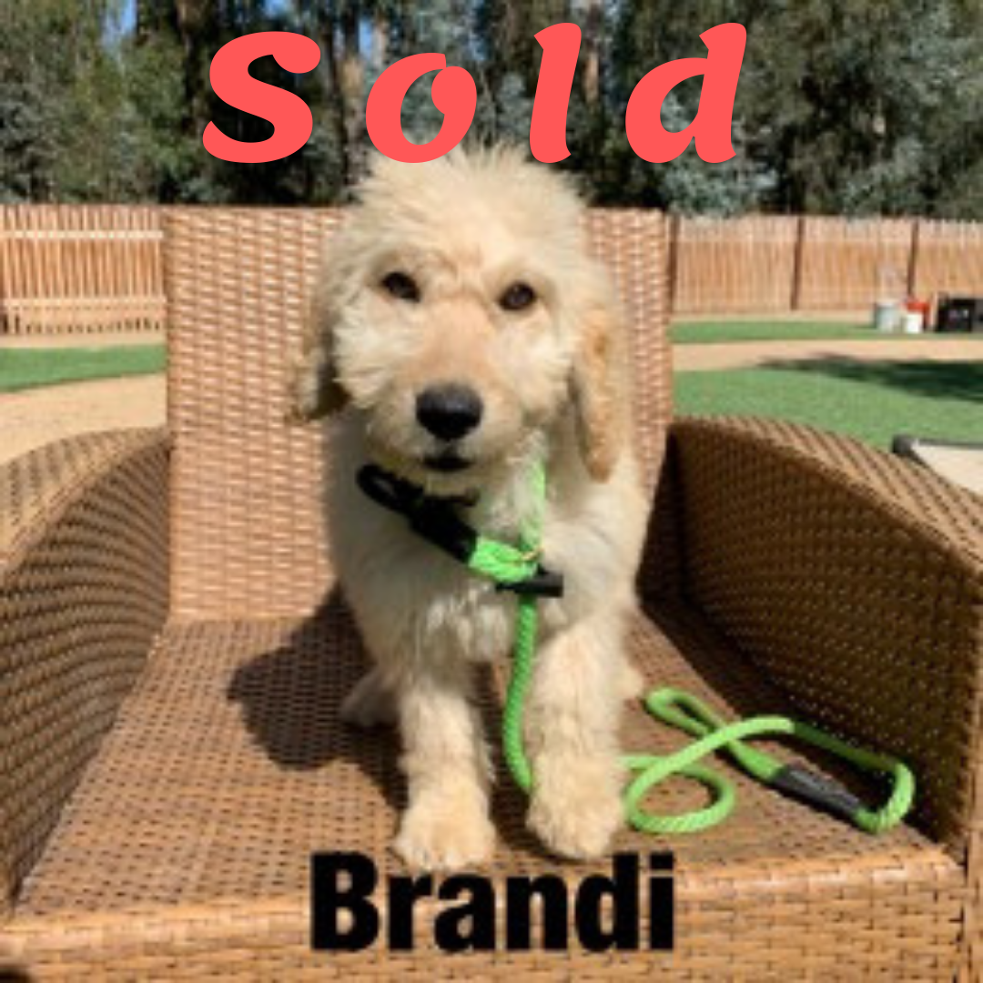 Brandi-Doodle Ambassador Elite Trained Dog