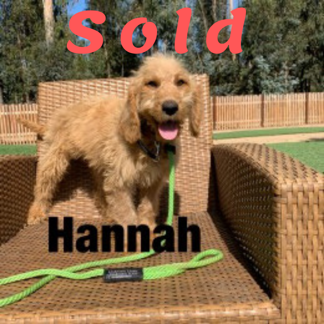 HANNAH-Doodle Ambassador Elite Trained Dog
