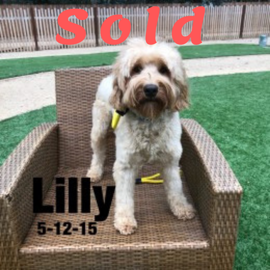 Lilly-Australian Labradoodle