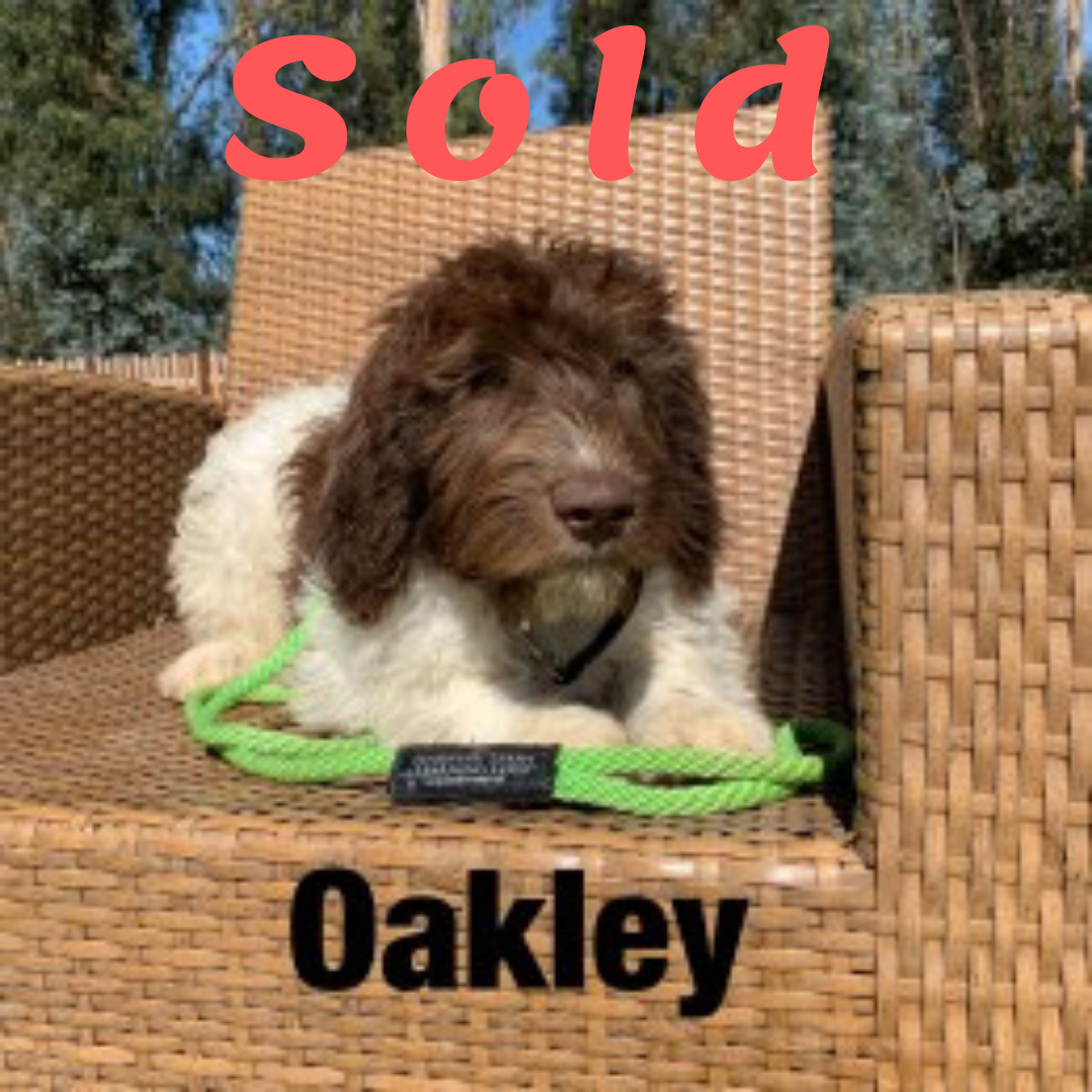 Oakley-DOODLE AMBASSADOR ELITE TRAINED DOG