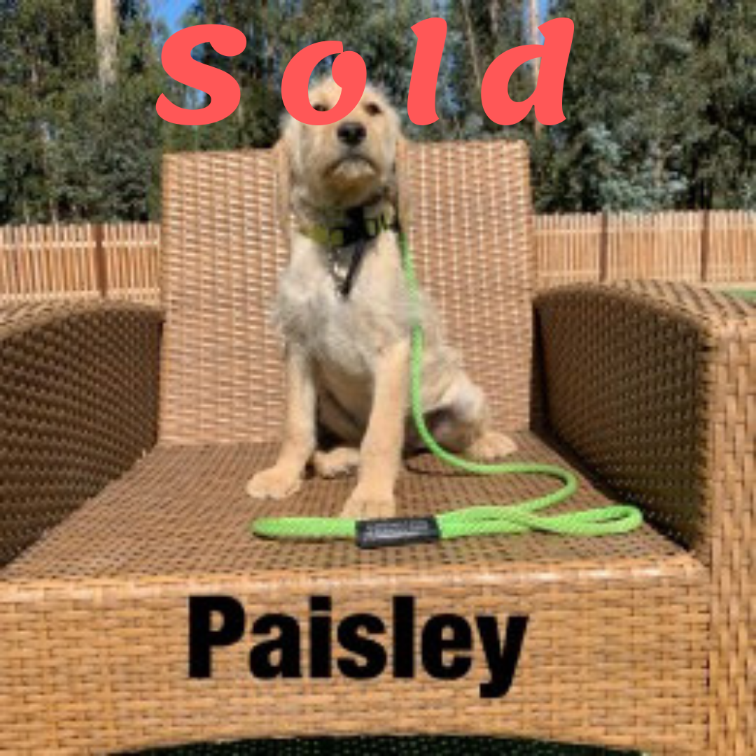 Paisley-DOODLE AMBASSADOR ELITE TRAINED DOG